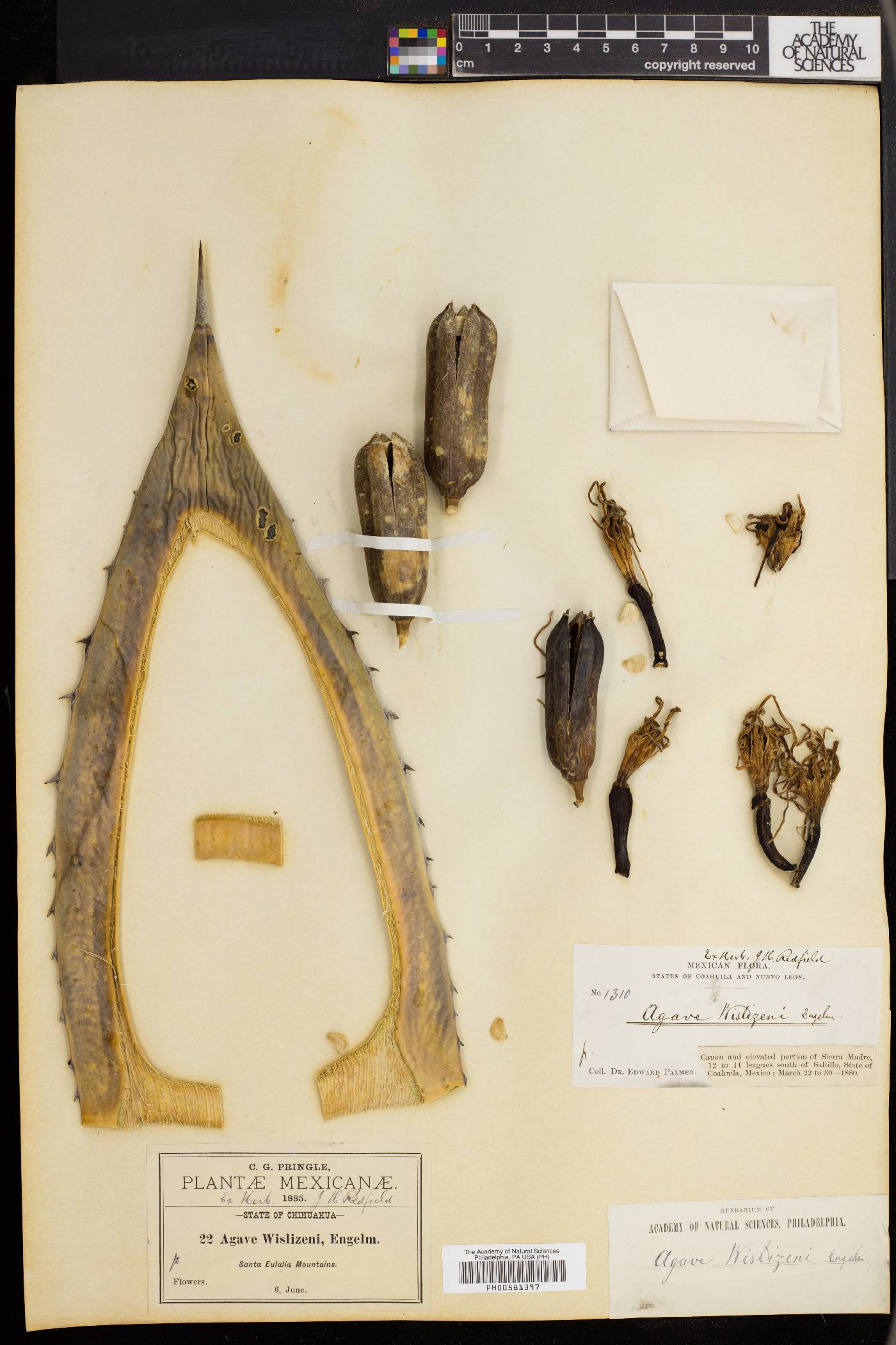 Agave wislizeni image
