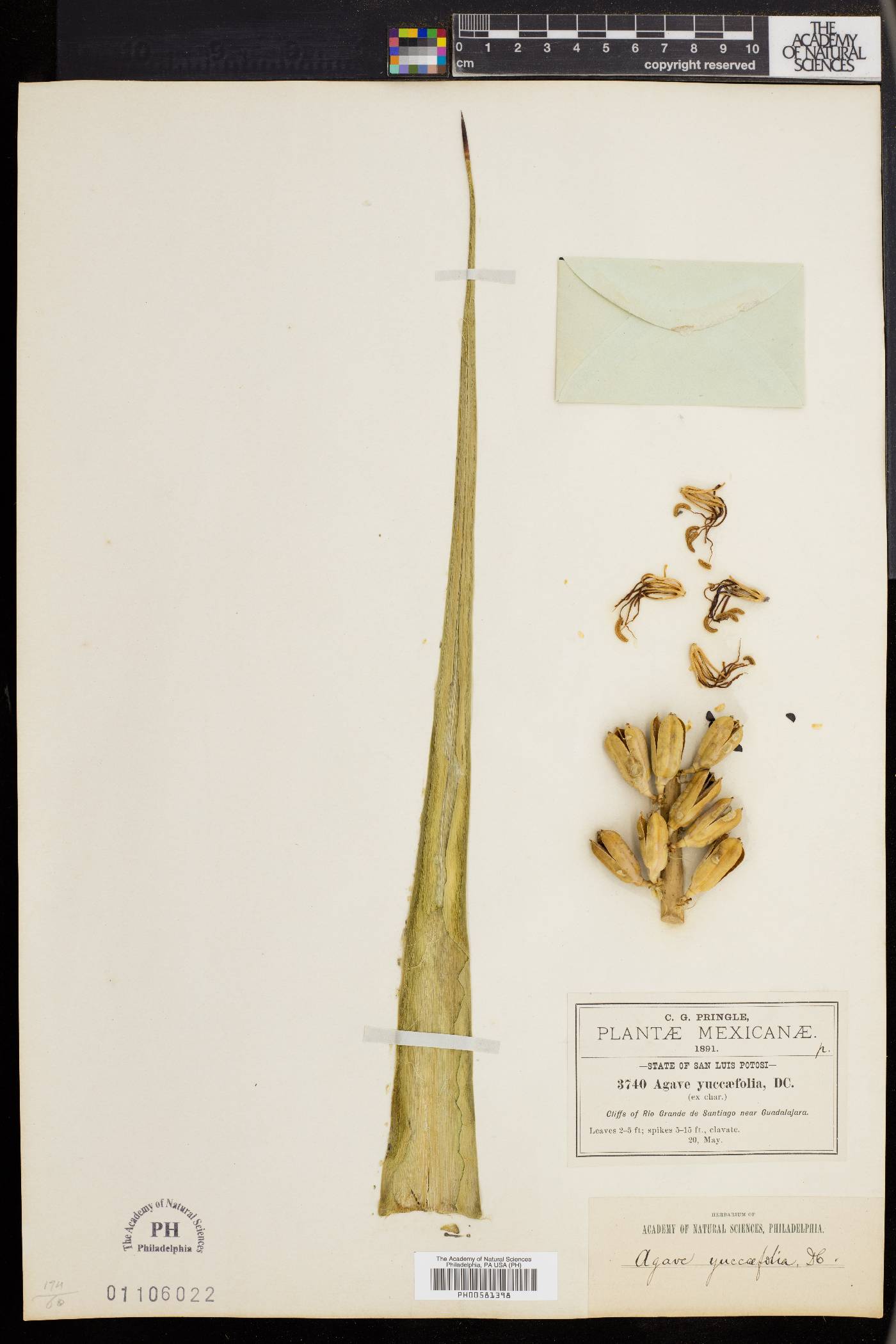Agave yuccaefolia image