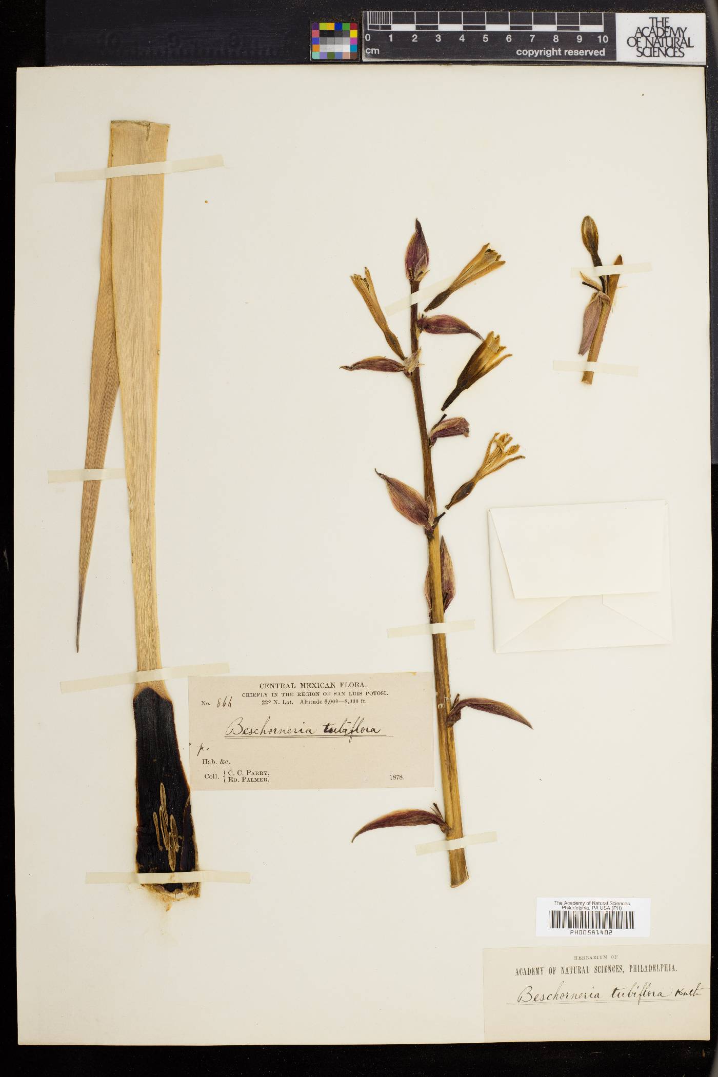 Beschorneria tubiflora image