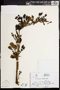 Furcraea quicheensis image
