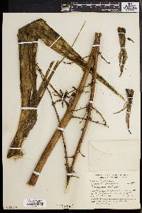 Media resource of Furcraea cabuya