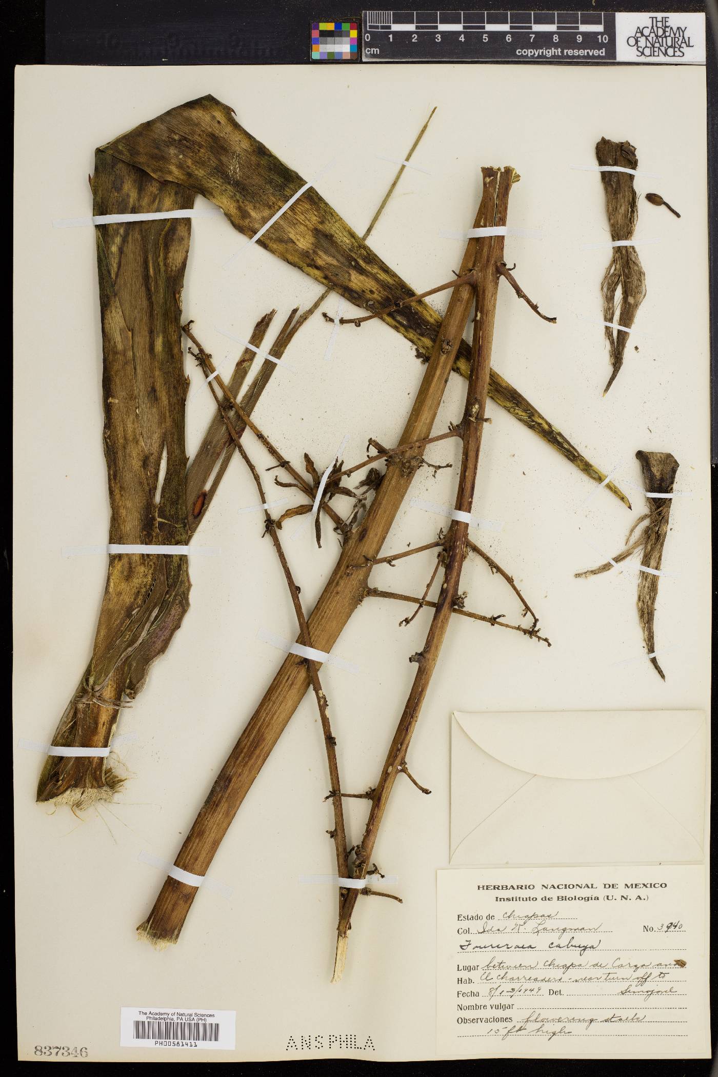 Furcraea cabuya image