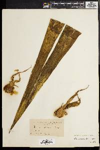 Furcraea hexapetala image
