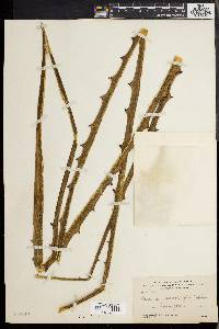 Furcraea macrophylla image