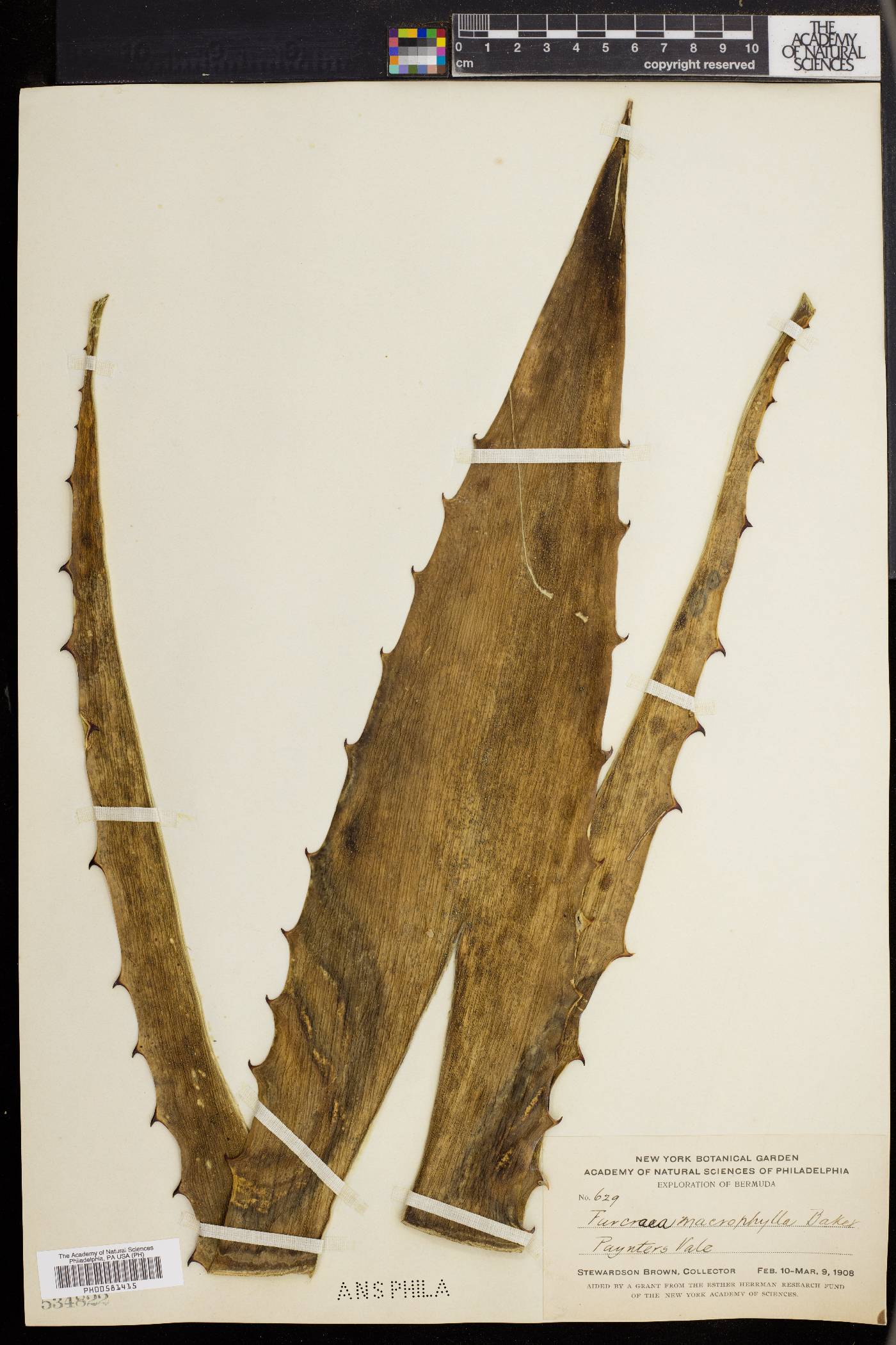 Furcraea macrophylla image