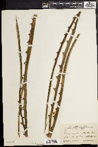 Furcraea macrophylla image