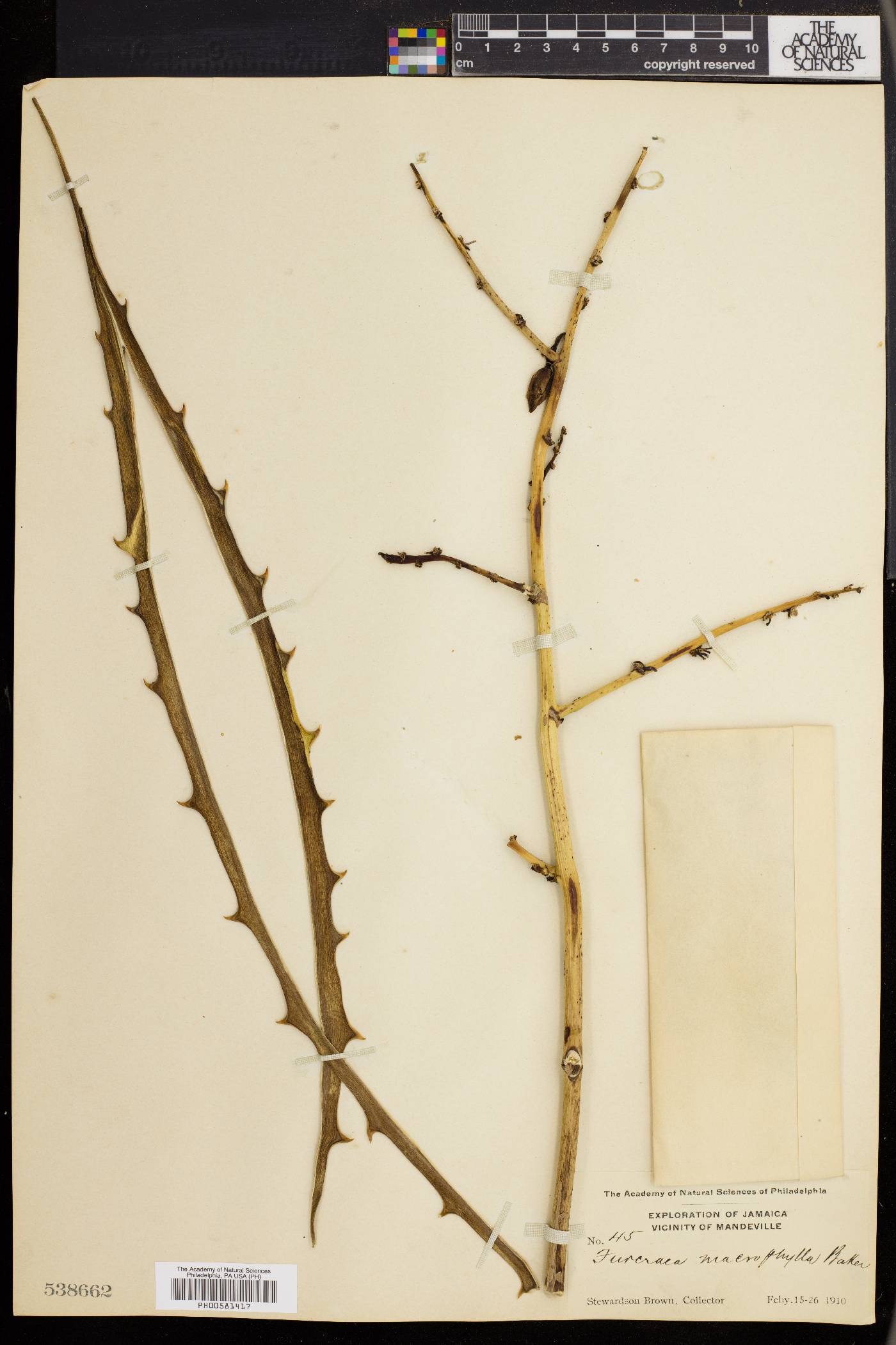 Furcraea macrophylla image