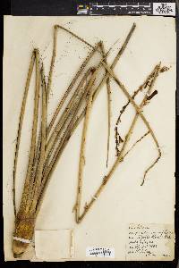 Hesperaloe yuccifolia image
