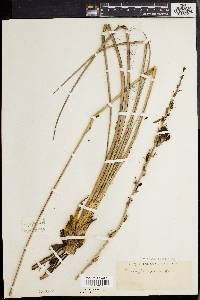Hesperaloe yuccifolia image