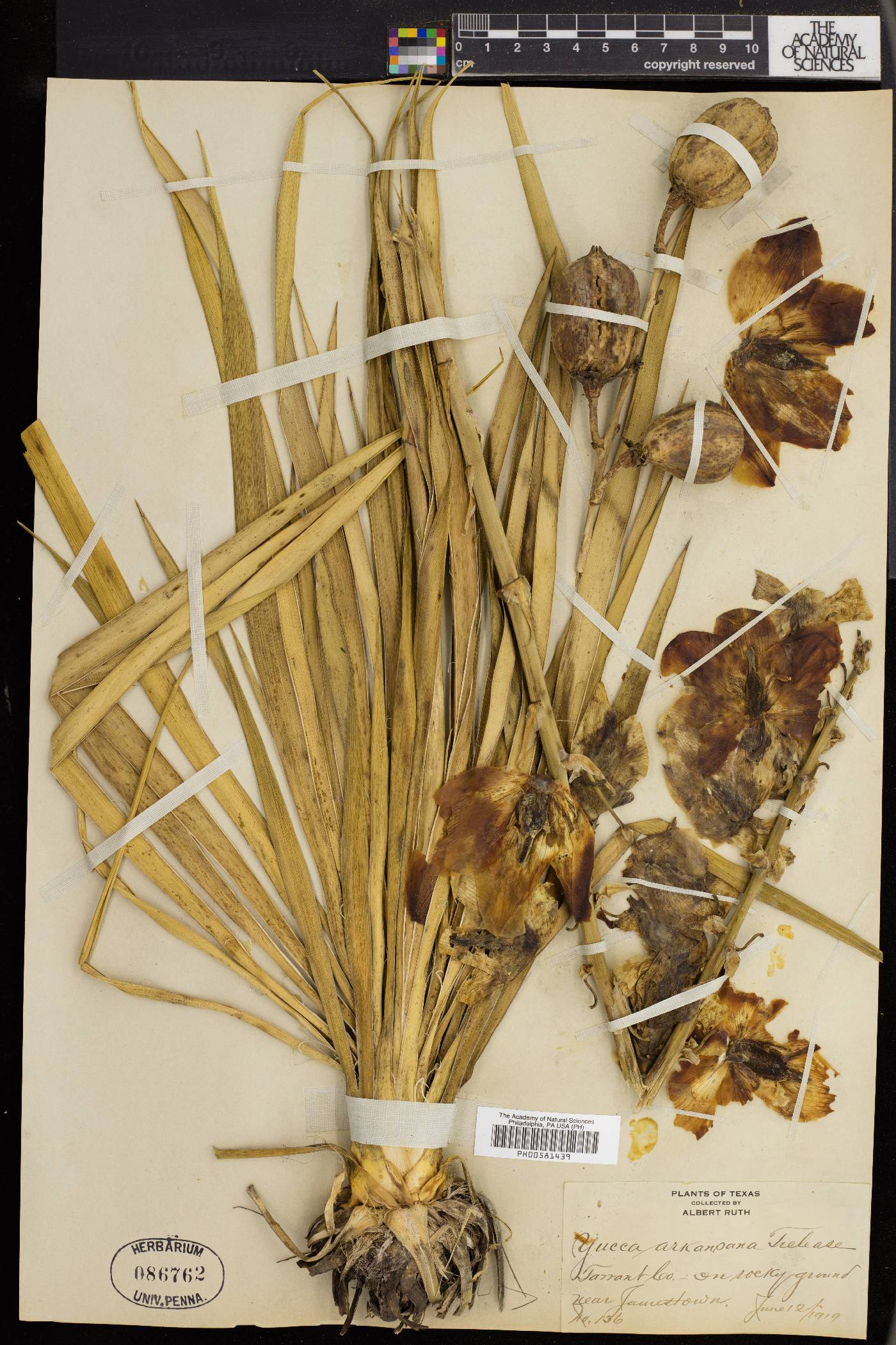 Yucca arkansana image