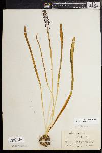 Muscari botryoides image