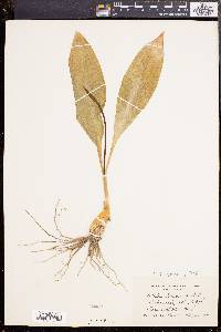 Allium tricoccum image
