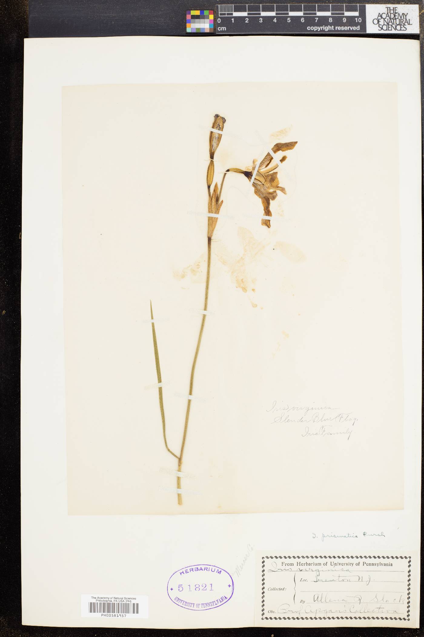 Iris prismatica image