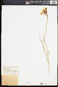 Iris prismatica image