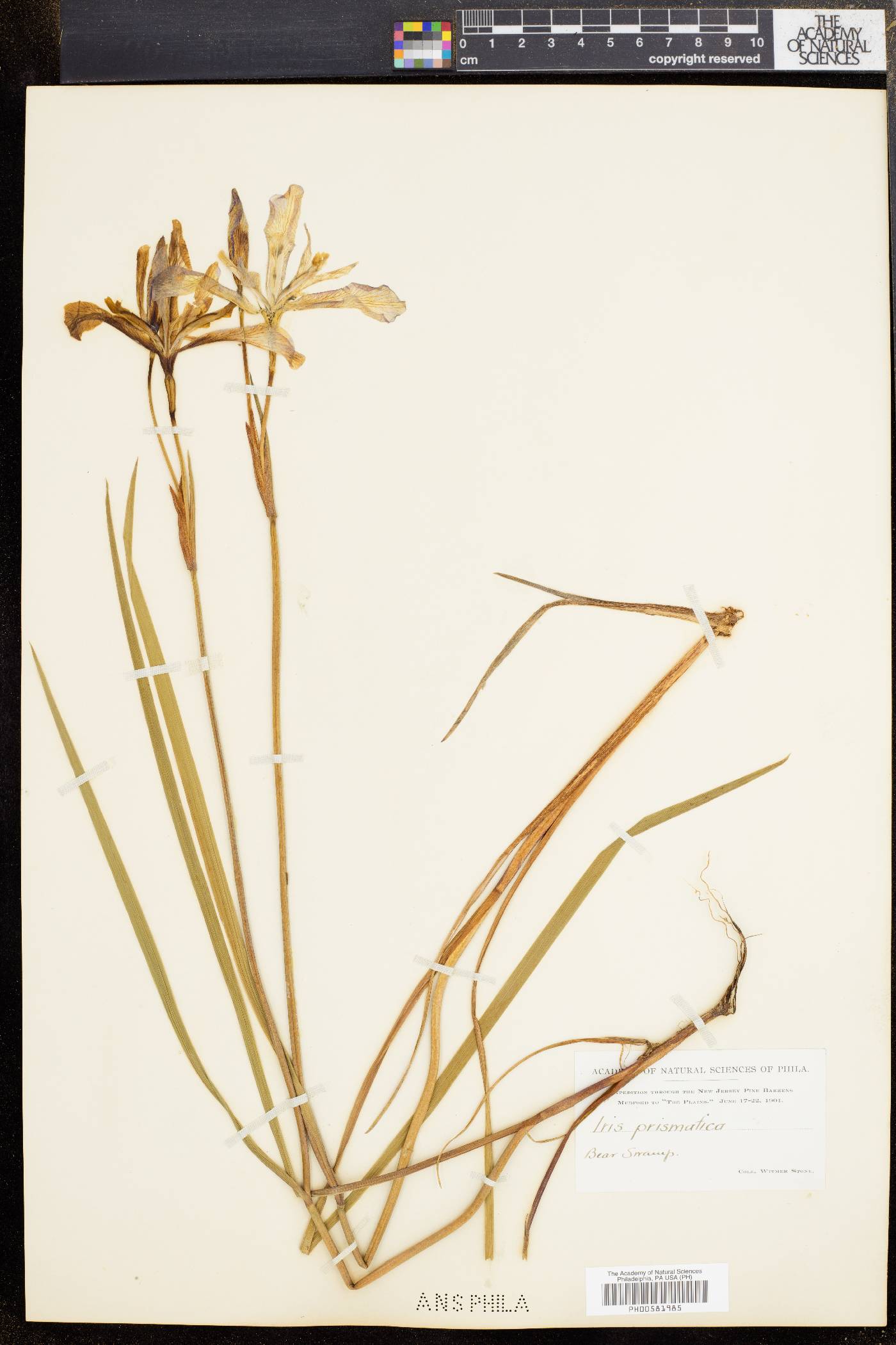 Iris prismatica image