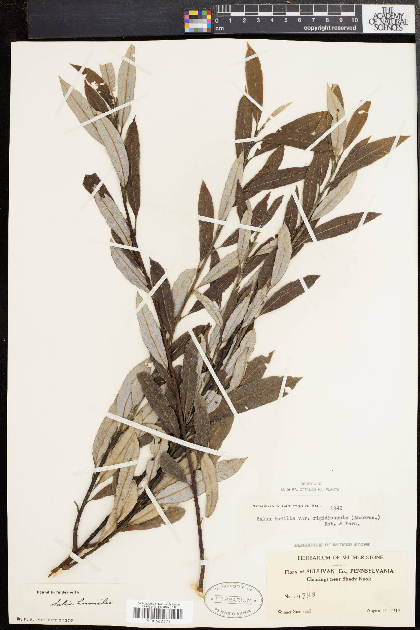 Salix humilis var. rigidiuscula image