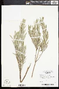 Salix humilis var. tristis image