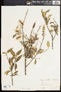 Salix lucida image