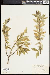 Salix lucida image