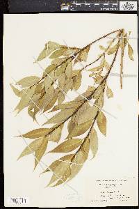 Salix lucida image