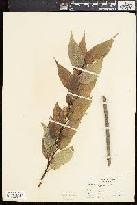 Salix lucida image