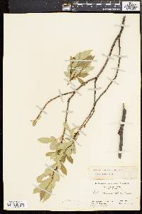 Salix lucida image