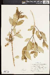 Salix lucida image