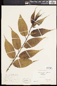 Salix lucida image