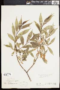 Salix lucida image