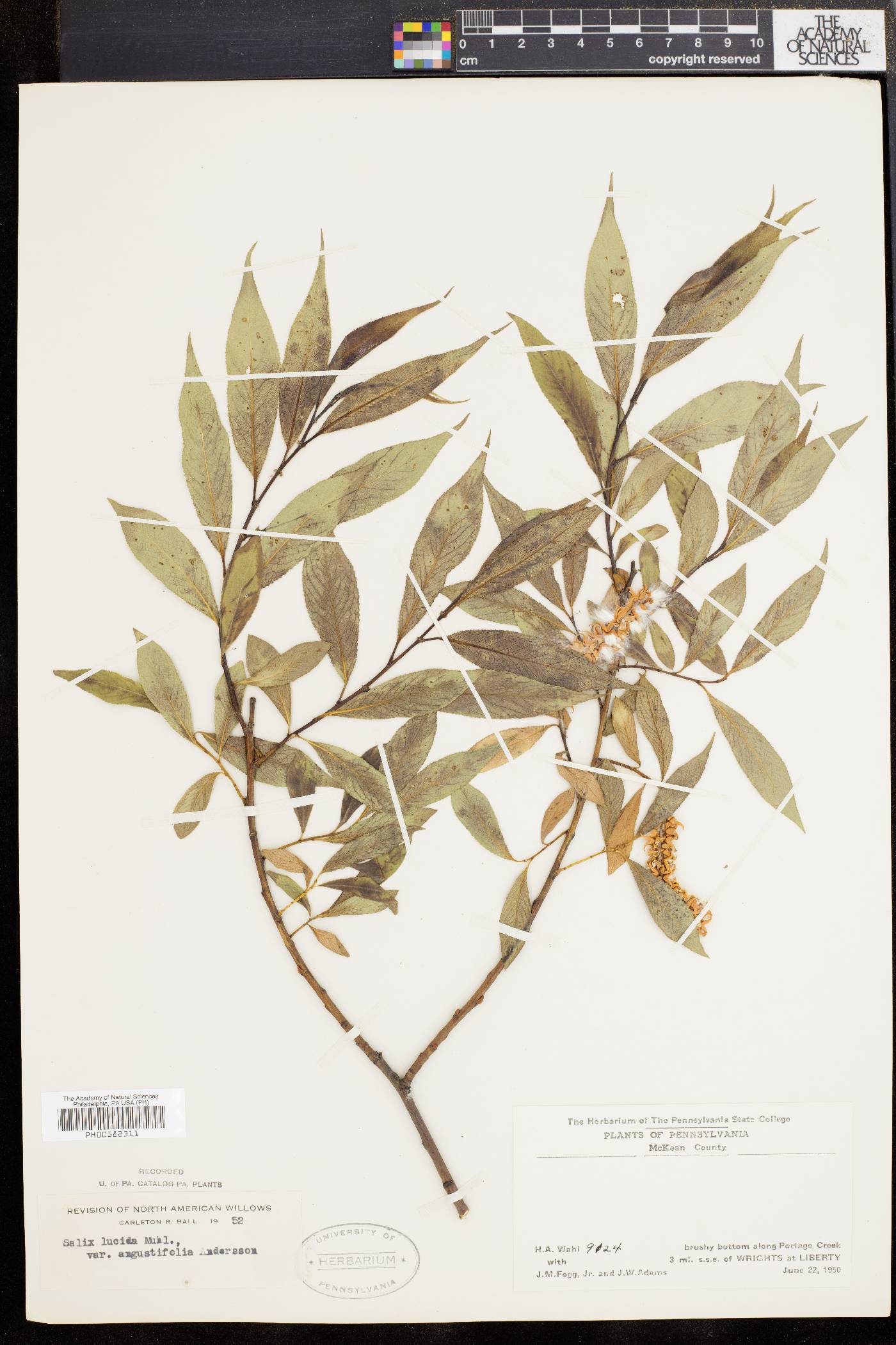 Salix lucida var. angustifolia image