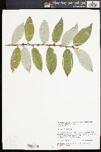 Salix myricoides image