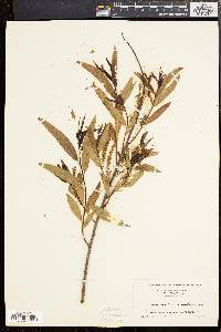 Salix nigra var. falcata image