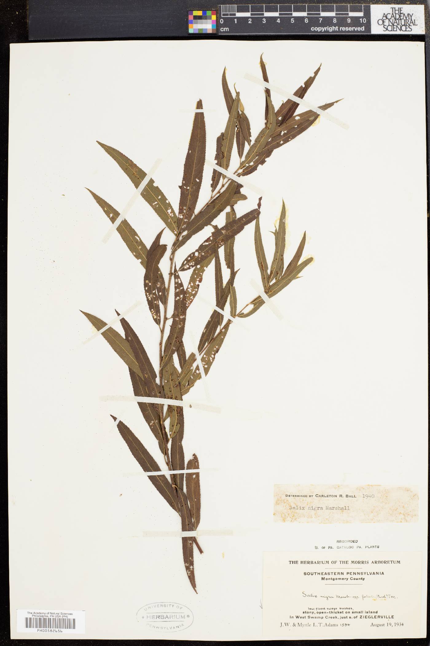 Salix nigra var. falcata image