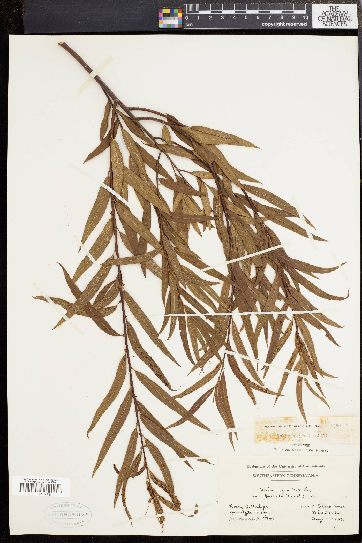 Salix nigra var. falcata image