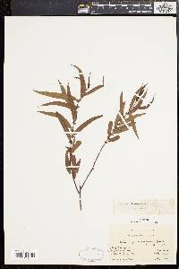 Salix nigra var. falcata image