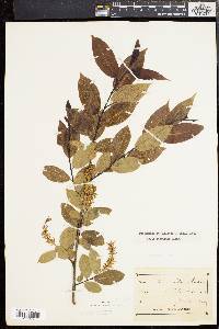 Salix pentandra image