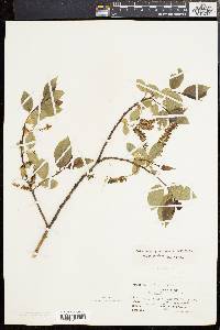 Salix pentandra image