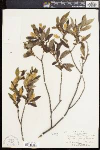 Salix serissima image