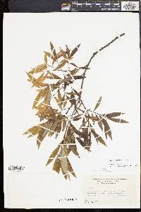 Salix petiolaris image