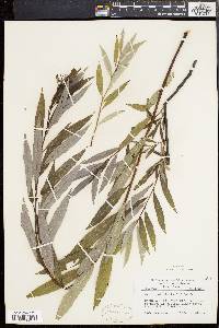 Salix petiolaris image