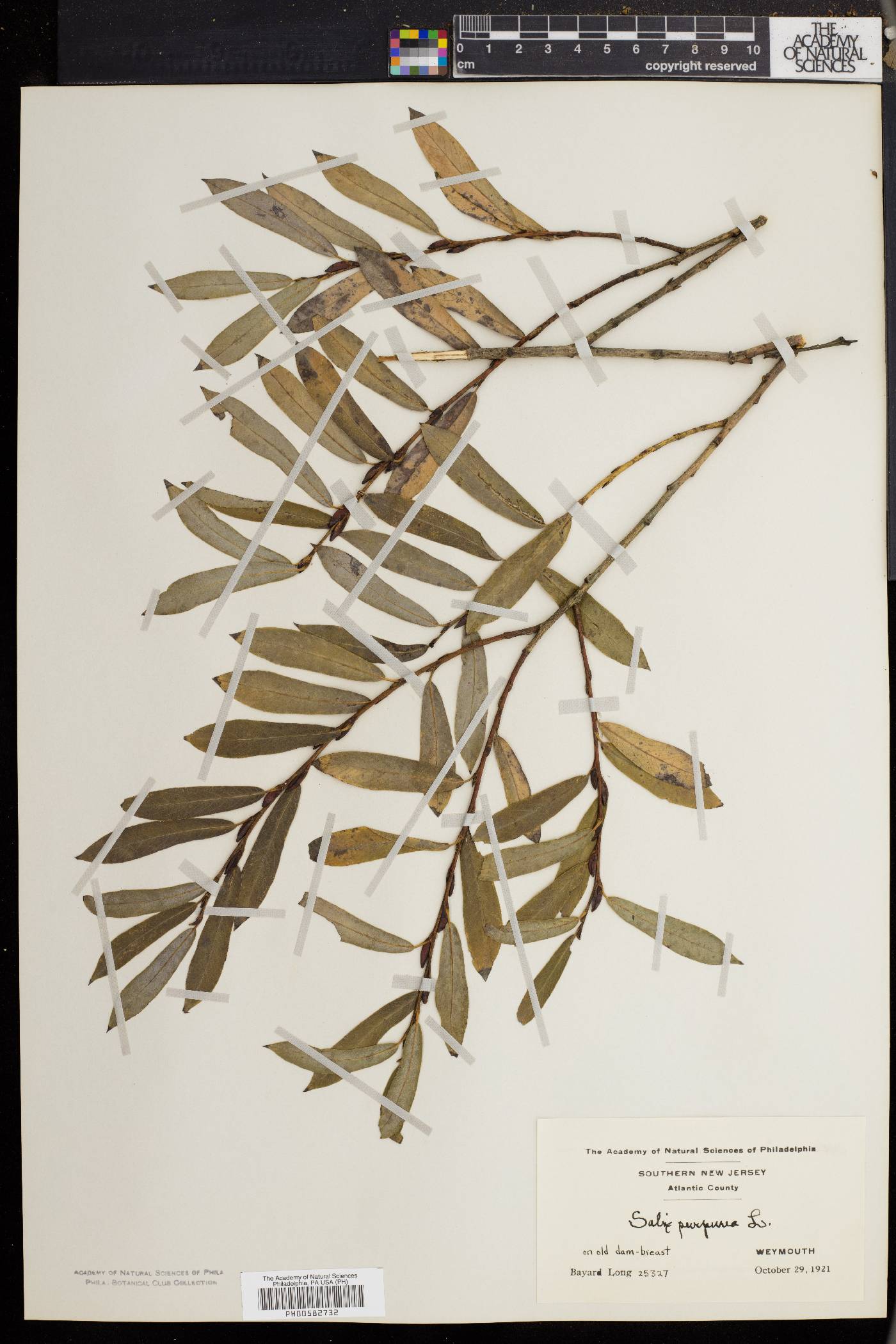 Salix purpurea image