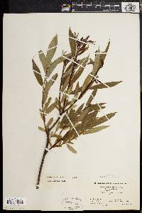 Salix rigida image