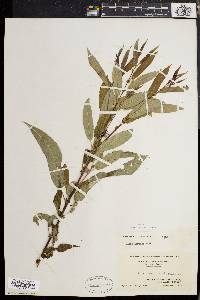 Salix rigida image