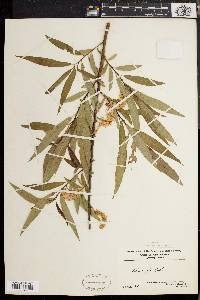 Salix rigida image