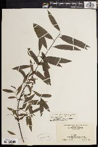 Salix rigida image