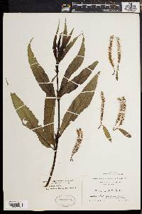 Salix rigida image