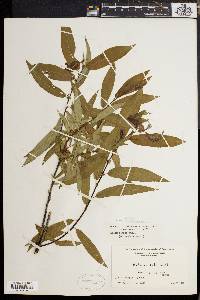 Salix rigida image