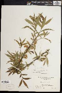 Salix rigida image