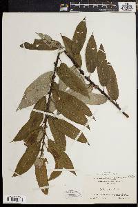 Salix rigida image