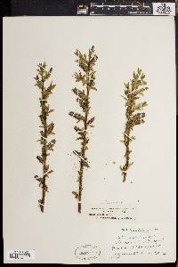 Salix rigida image